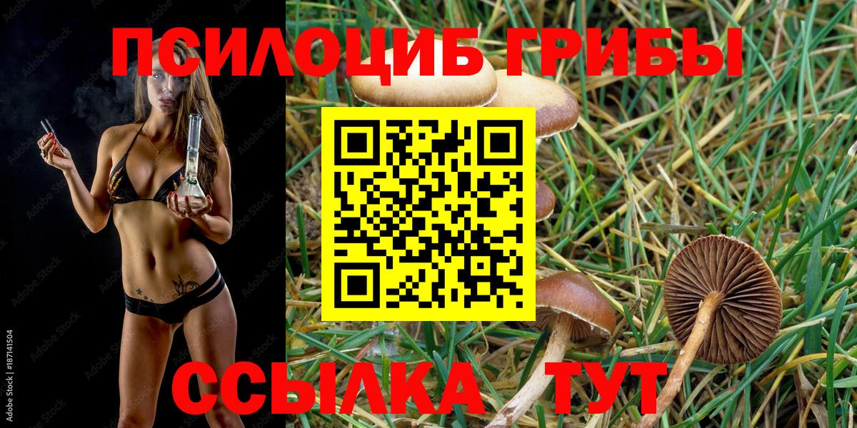 Галлюциногенные грибы Psilocybine cubensis Выборг